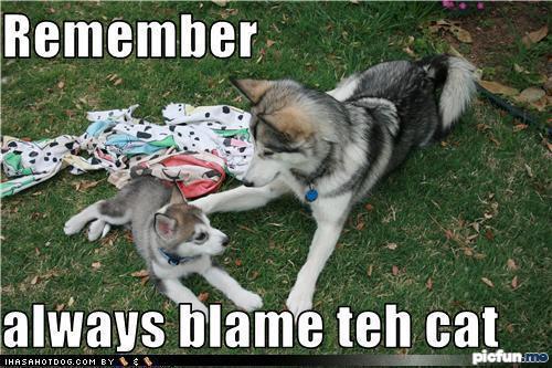 blame-the-cat.jpg