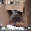 raccoon-subprime-mortgage.jpg