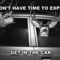 deers_in_car.jpg