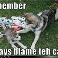 blame-the-cat.jpg