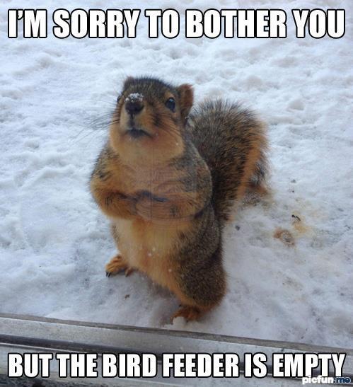 empty-bird-feeder.jpg