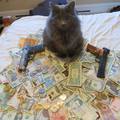 cat-money-gangster.jpg
