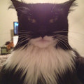 batman-cat.jpg