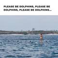 please-be-dolphins.jpg